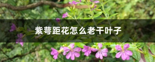 紫萼距花怎么老干叶子