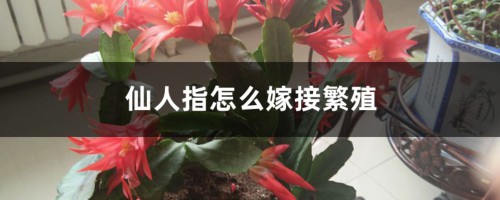 仙人指怎么嫁接繁殖